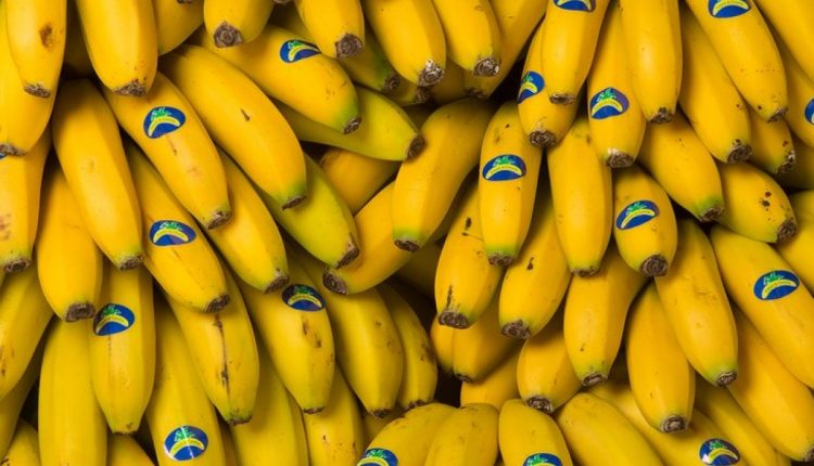 Plátano de Canarias